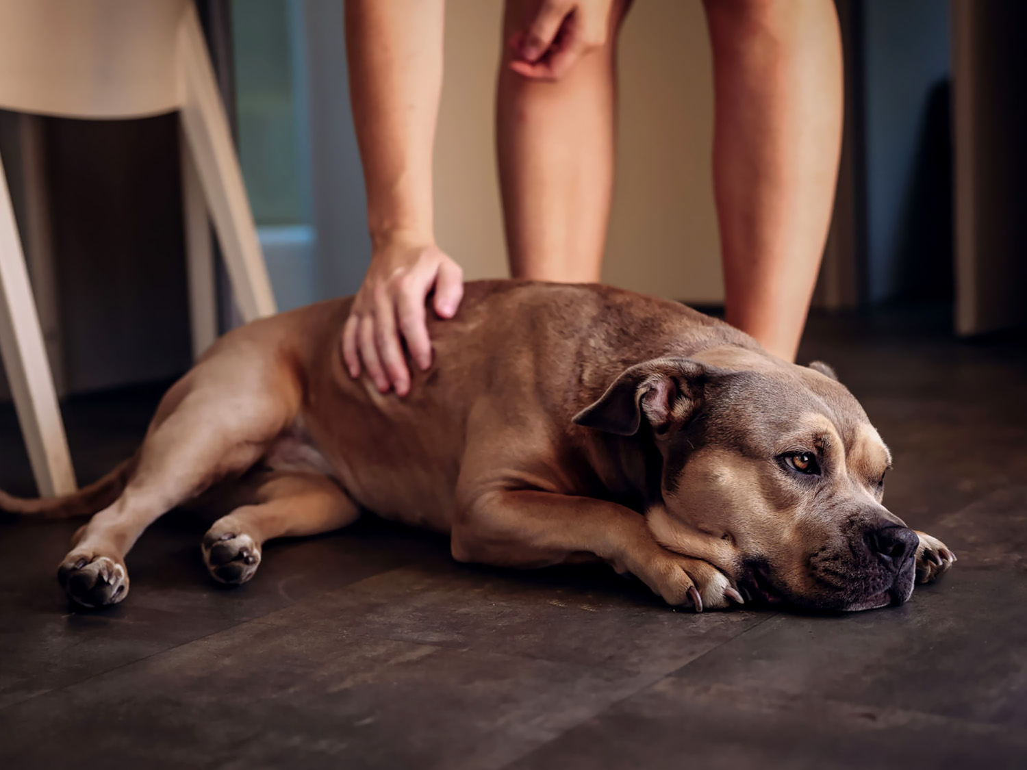 Information about pets at The Holiday Home locations